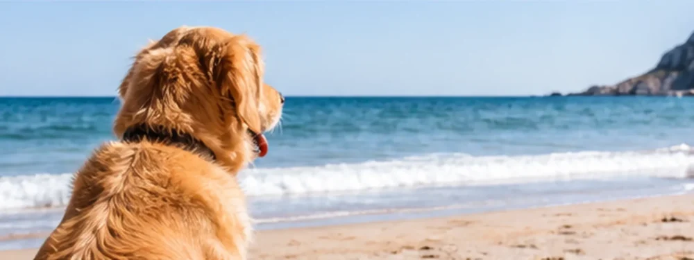 Actualização: Posso levar o meu cão à praia? 1 Cão sentado na areia de uma praia, de frente para o mar, num cenário costeiro luminoso.
